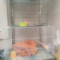 قفس با وسایل