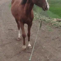 کره اسب مادیان۱ساله