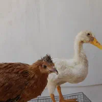 جوجه کاکلی و اردک