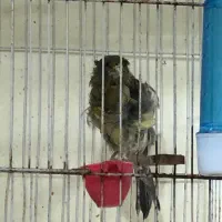 ماده آماده آماده و نر مست