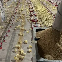 نیروی کار با سابقه مرغداری گوشتی