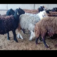 دام برای نذری و قربانی مستقیم از دامدار