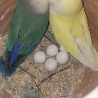 طوطی دستی نرو ماده روی تخم