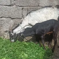 بز نقشی باکهره نر چاق