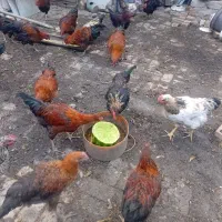 خروس‌‌چاق‌جوان‌ازدوکیلوتاسه‌کیلو‌ازهفتصدتایه‌تومن