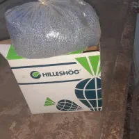 بذرچغندر
