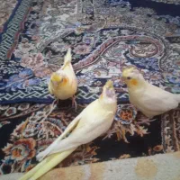 عروس هلندی