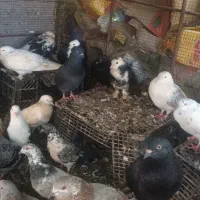 فروش کبوتر|پرنده|میناب, |دیوار