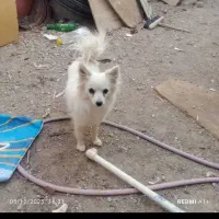 پامر روباهی 8ماهه ماده می باشد فوری|سگ|نجف‌آباد, حومه نجف آباد|دیوار