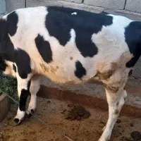 گوساله|حیوانات مزرعه|جیرفت, |دیوار