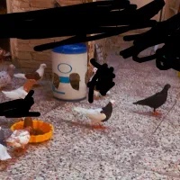 فروش یجا کبوتر رنگی و دورگ