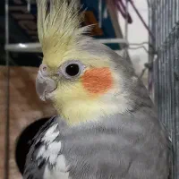 عروس هلندی