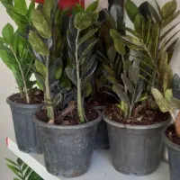 چشم اندازی زیبا|گل مصنوعی|خرمآباد, |دیوار