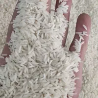 برنج فجر
