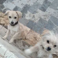 دوتا توله سک با مادرشون