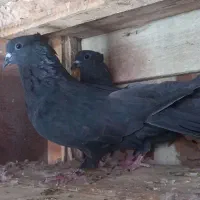 انواع کفتر قلاق کاکل بدرنگ سدی طوقی دوکت