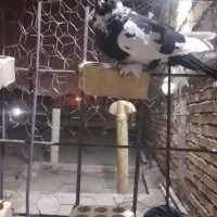 نر ابلق پیسه کم یاب دوری دوری|پرنده|شوشتر, |دیوار