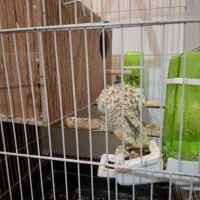 عروس هلندی .قیمت مقطوع۱۲۰۰|پرنده|اندیمشک, |دیوار