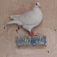 کبوتر دورگه