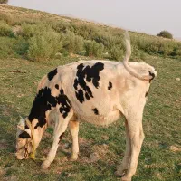 گاو