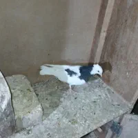 طوقی|پرنده|شاهرود, |دیوار