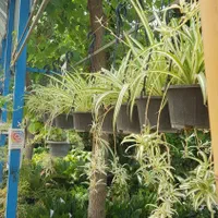 گیاه گندمی