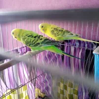 مرغ عشق جفت رنگ خاص