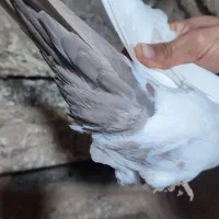 تکدوم . پرشی|پرنده|کبودرآهنگ, |دیوار