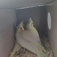 یک جفت جوجه لوتینو رنگ خاص|پرنده|بیرجند, |دیوار