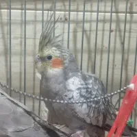 عروس هلندی معاوضه|پرنده|شهرکرد, |دیوار