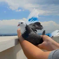 کبوتر پرشی بشرط پرش بالای ۱۰ ساعت ضمانتی کلکسیونی
