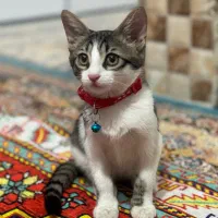 واگذاری گربه همراه با وسایل