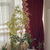 پرده پذیرایی