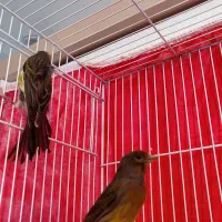 جفت قناری سبز