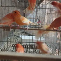 قناری|پرنده|اصفهان, باتون|دیوار