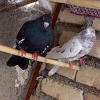 مهران کبوتر