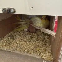 عروس هلندی لوتینو مولد