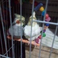 جفت عروس هلندی