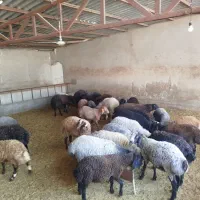 فروش ویژه بره نر|حیوانات مزرعه|پیشوا, |دیوار