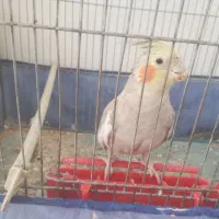 عروس هلندی نر