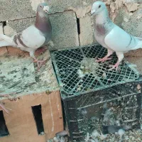 کبوتر سوسنی پیازی|پرنده|خشت, |دیوار