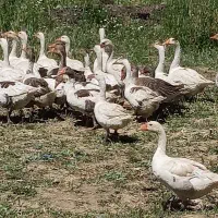 غاز تخمگذار رسمی و سنگین وزن