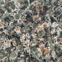 بابونه شیرین گاوی