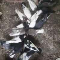 انواع کفتر کله،دم و سینه و طوق