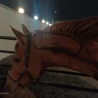 اسب مادیون کلاسی