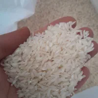 برنج طارم