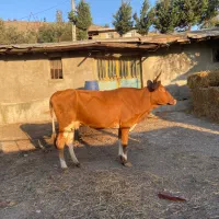 گاو با گوساله