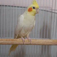 عروس هلندی ماده