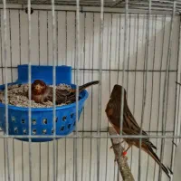 قناری.|پرنده|بندرعباس, |دیوار