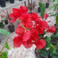 فروش گل های اپارتمانی